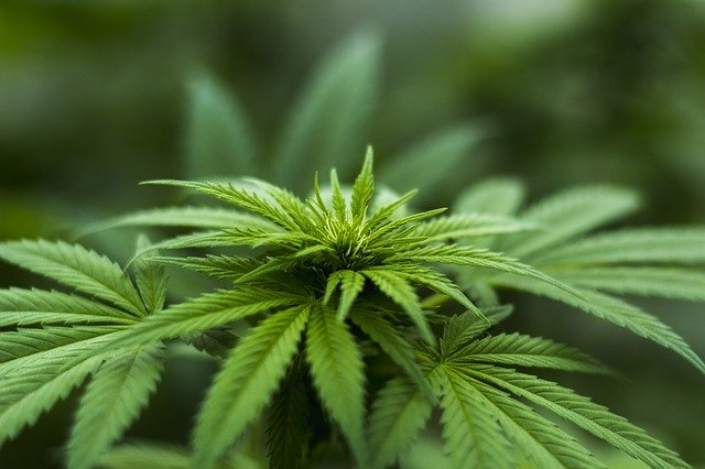 Cogollos y tipos de cannabis