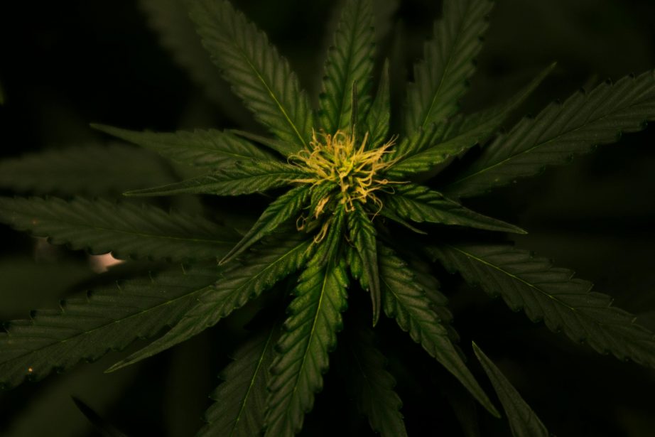 Madrid, ¿la Nueva Ámsterdam? Un Análisis de los Clubes de Cannabis como Motor de la “Industria Gris” y su Futuro