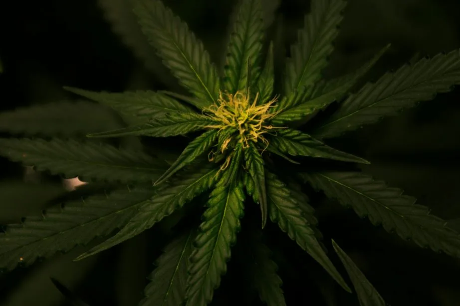 Madrid, ¿la Nueva Ámsterdam? Un Análisis de los Clubes de Cannabis como Motor de la “Industria Gris” y su Futuro