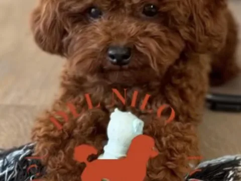 Cachorro del criadero Caniche Toy del Nilo: opiniones que revelan su carácter, su vida en casa y dónde reservar