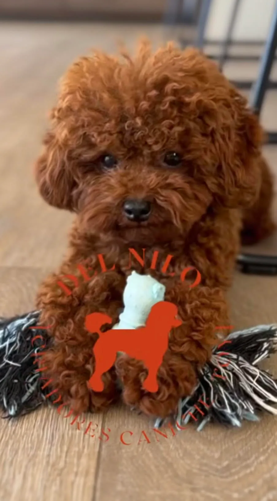 Cachorro del criadero Caniche Toy del Nilo: opiniones que revelan su carácter, su vida en casa y dónde reservar